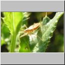 Nabis limbatus - Sichelwanze 02.jpg